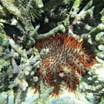 Crown of Thorns (alamea) on coral