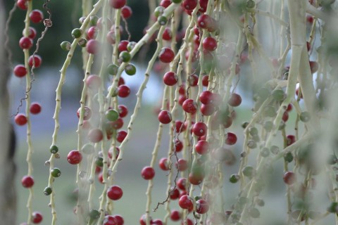 Flora of Samoa